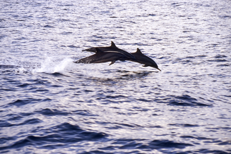 DIVING;UNDERWATER;papua new guinea;dolphins;F883_FACTOR_50 4